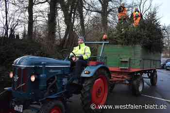Beim Sammeln der Weihnachtsbäume packen alle mit an