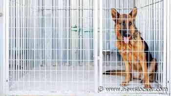 Naar schatting &eacute;&eacute;n dode per jaar door hondenaanval: 'Probleem moet kleiner worden'