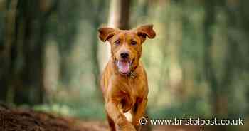 Two people attacked by pack of dogs at South West farm