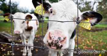 Internationaal gesleep met dieren achilleshiel kalversector: ‘Paal en perk aan stellen’