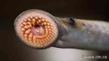 How an eel-like bloodsucking invasive species nearly wiped out fishing in the Great Lakes