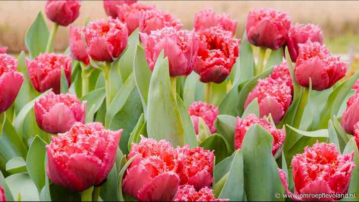 Flevoland - Flevolandse bloembollentelers willen verduurzamen, provincie en agrariërs trekken geld uit