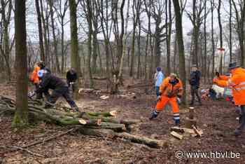 Vrijwilligers sprokkelen brandhout tegen kinderarmoede: “Met opbrengst steunen we waardevolle projecten”