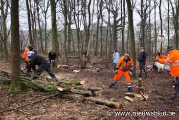 Vrijwilligers sprokkelen brandhout tegen kinderarmoede: “Met opbrengst steunen we waardevolle projecten”