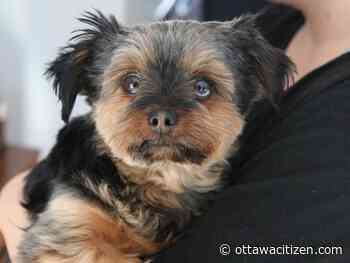 Double dog poisonings in Ottawa expose dangers of rodenticide