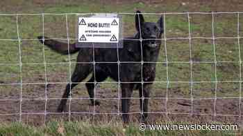 Aanval door hond kan flinke impact hebben: 'Heb een jongen zeven keer geopereerd'