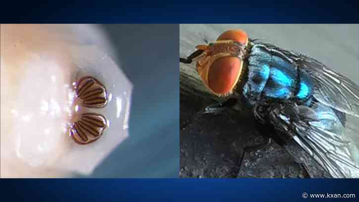 Mexican cattle banned from Texas due to screwworm threat