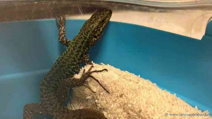 Grote verbazing na vondst exotisch dier in een Aziatische mandarijnenboom