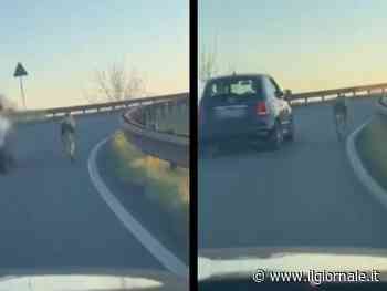 Carpi, l'auto sfreccia sull'autostrada con il cane al guinzaglio