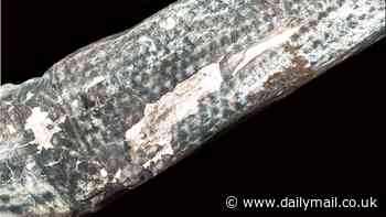 Ink-redible! Scientists use lasers to reveal highly detailed tattoos on 1,200-year-old mummies from Peru