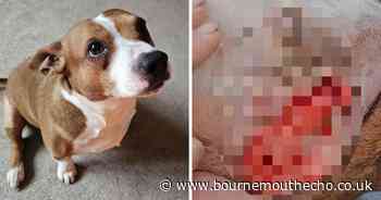 Dog ‘thrown around like a ragdoll’ during terrifying attack
