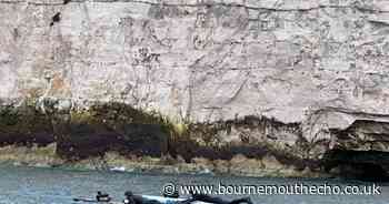 Bournemouth surfers paddle 52 miles in 24 hours