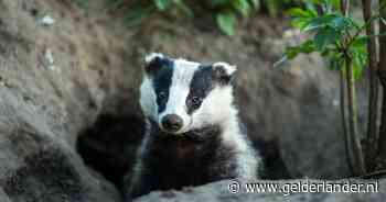Burchten vernield, dassen verdronken in diesel of mest; zeldzame aanhouding van Edese 'dassendoder’