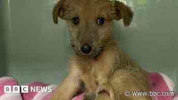 Sixth of seven stolen Lurcher puppies found