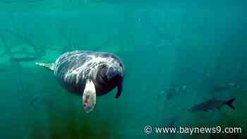 Despite petition, Florida manatees to stay in 'threatened' designation