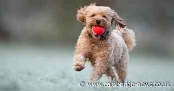 Fight lost to keep dog rescue facility built without planning permission