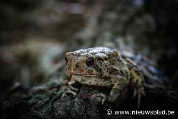 Vrijwilligers paddenoverzetactie zoeken versterking