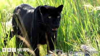 Big cat sightings could be leopards, claims expert