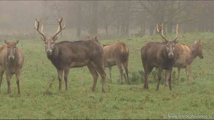 Lelystad - MKZ-uitbraak in Duitsland: Flevo-landschap sluit deel van wandelpaden