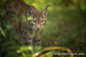 Scottish government says it has no intention to release lynx into wild