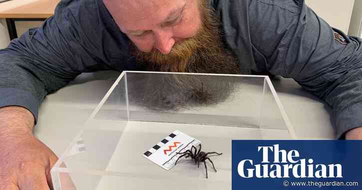 Dream come true for Australian funnel-web spider enthusiast after he discovers a new species