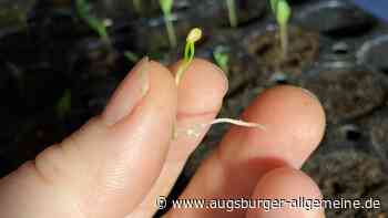 Trick 17 für die Aussaat: So keimen Paprika und Co schneller