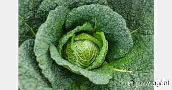 RASFF: Prothioconazool in savooiekool uit België