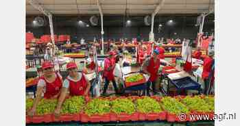 Chileense druivenexporteurs halen opgelucht adem nu havenstaking in VS is afgewend