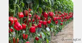 Harmoniz presenteert nieuwe tomaten- en paprikarassen op Fruit Logistica 2025