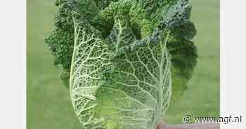 Bejo’s Samantha genomineerd voor Fruit Logistica Innovation Award 2025