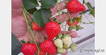 In VK geteelde zoete aardbei verkrijgbaar van december tot en met mei