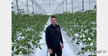 Alle kleuren snoeptomaten van resistente rassen, straks in nieuwe serre