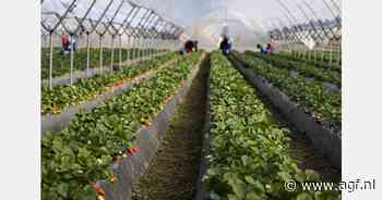 "Dit jaar verwachten we 10% meer aardbeien"