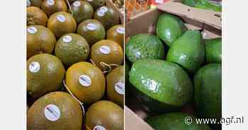 "Potentieel tropische avocado onderbenut op de markt"