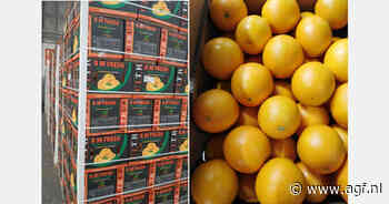 Egyptische sinaasappelexport trekt naar verwachting aan tegen eind januari