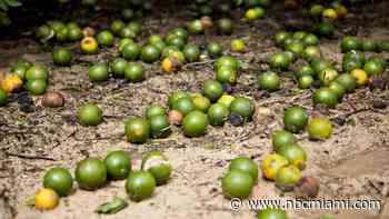 Major Florida grower to end citrus operations after years of hurricanes and tree disease