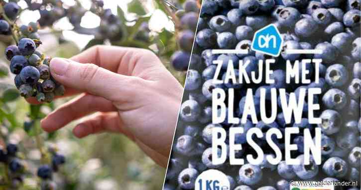 Mogelijk honderden Nederlanders  besmet met hepatitis A door blauwe bessen