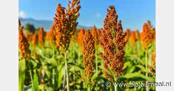 'Sorghum biedt volop kansen in keten'