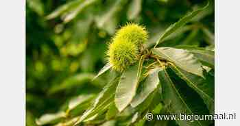 Webinar diergezondheidseffecten van agroforestry: 15 januari