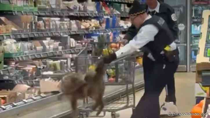 Coyote Found Hiding in Cooler at Chicago Aldi Store, Safely Apprehended