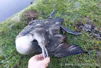 Rondslingerende visdraad in Paalse Plas fataal voor zeldzame ijsduiker