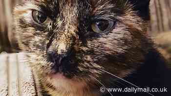 Mortified cat owner cremates 'beloved family pet' after it was found dead in the road - only for it to turn up alive days later