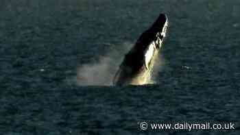 Humpback whales make a splash in UK waters - as amazed viewers report sightings along the Sussex coastline