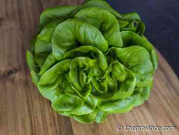 Hilde butterhead lettuce a favourite for salads