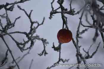 Was der Baumschnitt bei eisigen Temperaturen bringt