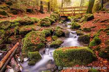 6300 Unterschriften gegen Windräder auf dem Teuto