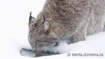 How to spot a lynx: Tips from local wildlife sanctuary
