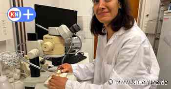 Evolutionsbiologie am Max-Planck-Institut in Plön: Forschung an Fruchtfliegen