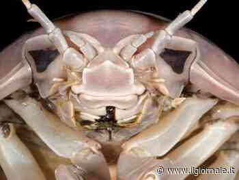 Scoperto il Darth Vader marino, ecco cos'è stato trovato negli abissi del Vietnam