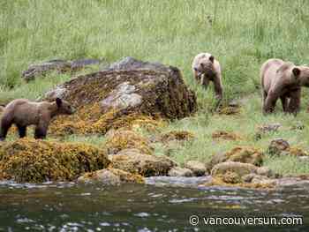 Ecotour grizzlies less likely to get into conflict with humans, B.C. study suggests